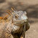 60 Honduras, Roatan, Sherman's Iguanas Refuge